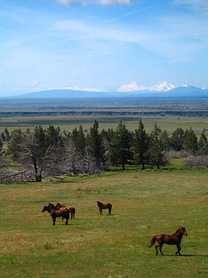 Horses, Three Sisters