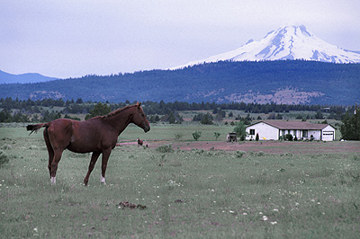 Horse, Mount Jefferson