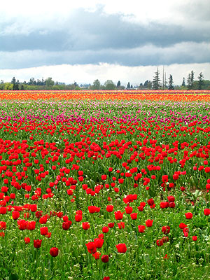 Tulip Festival 2007 10
