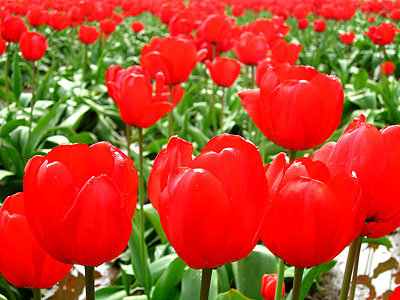 Tulip Festival 2007 12