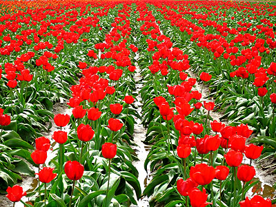Tulip Festival 2007 13