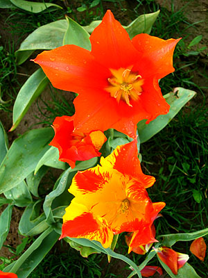 Tulip Festival 2007 16