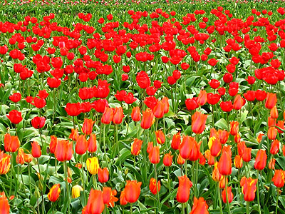 Tulip Festival 2007 17