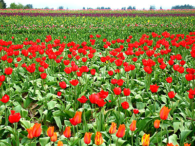 Tulip Festival 2007 18