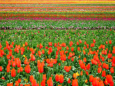 Tulip Festival 2007 19