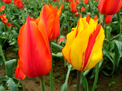 Tulip Festival 2007 23
