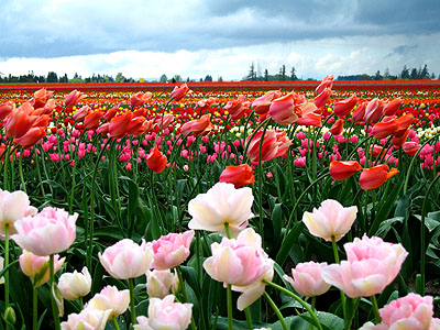 Tulip Festival 2007 3