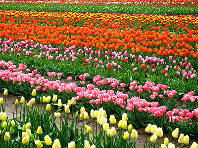 Tulip Festival 2007 4