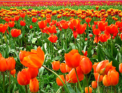 Tulip Festival 2007 5