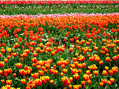 Tulip Festival 2007 7