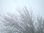 Portland Snow Gallery
